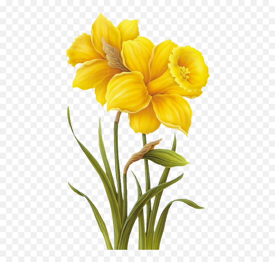 Local Poet Shares His Spring Poetry - Theorcasoniancom Yellow Flower Png Emoji,Emoticon Daffodil