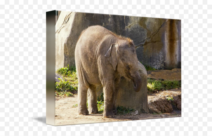 Baby Elephant Beco Enjoys Indian Summer - Picture Frame Emoji,The Elephant Of Emotion