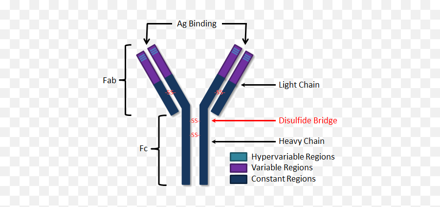 Immunology Baamboozle - Antibody Structure Hypervariable Region Emoji,Chemical Structure Emojis