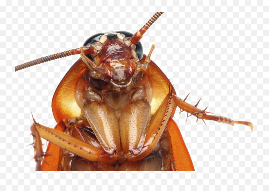 Cockroach Png Transparent Images - Cockroach Hd Emoji,Cockaroch Emoji