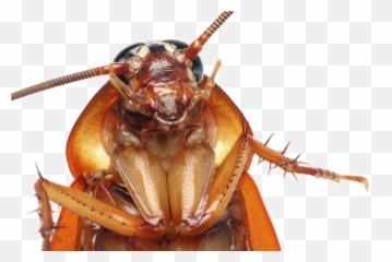 Cockroach Png Transparent Images - Cockroach Hd Emoji,Cockaroch Emoji