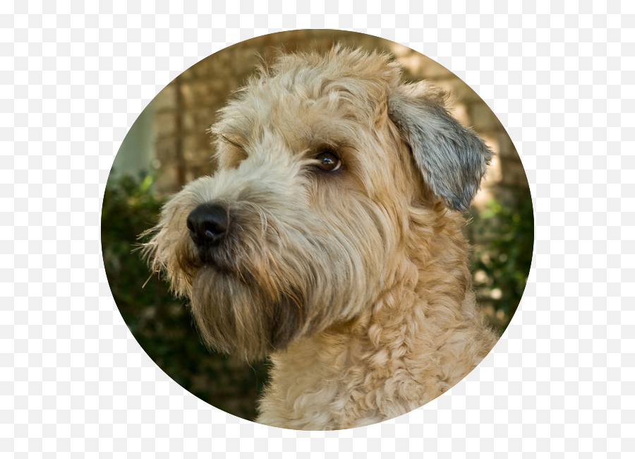 Are You Sitting - Wheaten Terrier Emoji,Full Of Excitement And Emotions