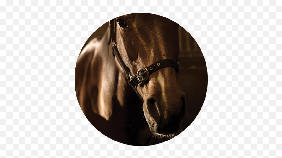 Fiber Fresh Horse Feeds - Halter Emoji,Horse Nose Emotion