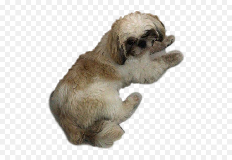 The Most Edited Shih - Tzu Picsart Shih Tzu Emoji,Shih Tzu Emoji Smile I Love You