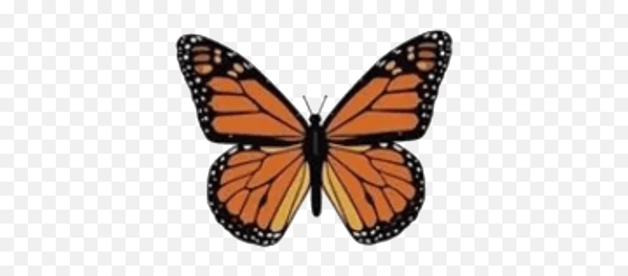 Solutions U2013 Monarch Financial Advisors Emoji,Butterfly Emoji