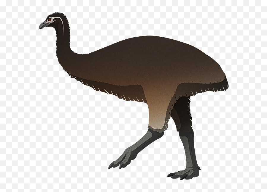 Flightless U2013 Nix Illustration Emoji,Fast Parrot Emoji Meaning