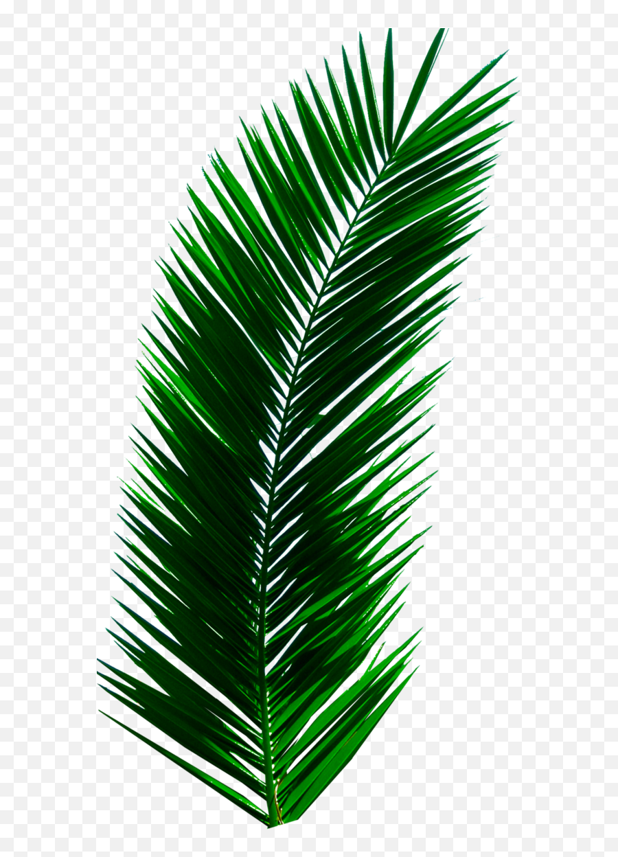 Plant Leaves Palm Tree Green Sticker By Chickenwigns - Palm Leaf Png Emoji,Leaves Emoji Png