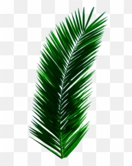 Plant Leaves Palm Tree Green Sticker By Chickenwigns - Palm Leaf Png Emoji,Leaves Emoji Png