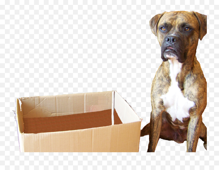 Think Outside The Box - Dog Outside Of A Box Emoji,Dogs Display Human Emotions