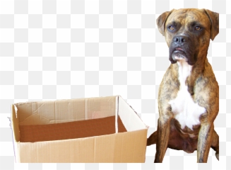Think Outside The Box - Dog Outside Of A Box Emoji,Dogs Display Human Emotions