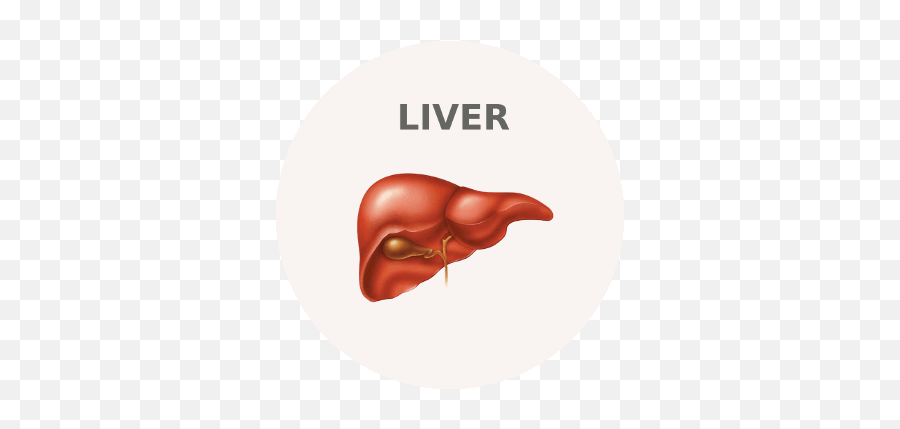 Enlarged Spleen Splenomegaly - Ayurvedic Diet U0026 Natural Body Systems Does Malaria Affect Emoji,Emotions Spleen Pancreas