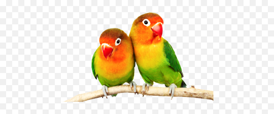 Energy Healing And Animal Communication For Animals Singapore - Fisher Parrot Price In Pakistan Emoji,Science -do Animals Have Emotions