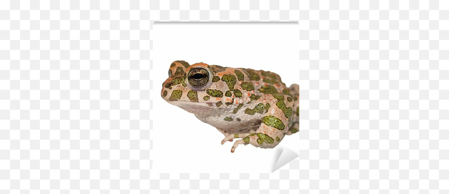 European Green Toad Bufo Viridis - Ropucha Zielona Na Bialym Tle Emoji,Spadefoot Toad Emotion