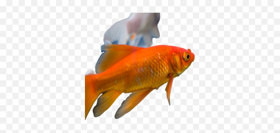 Foxface Fish Png Images Download Foxface Fish Png Emoji,Foxface Emoji