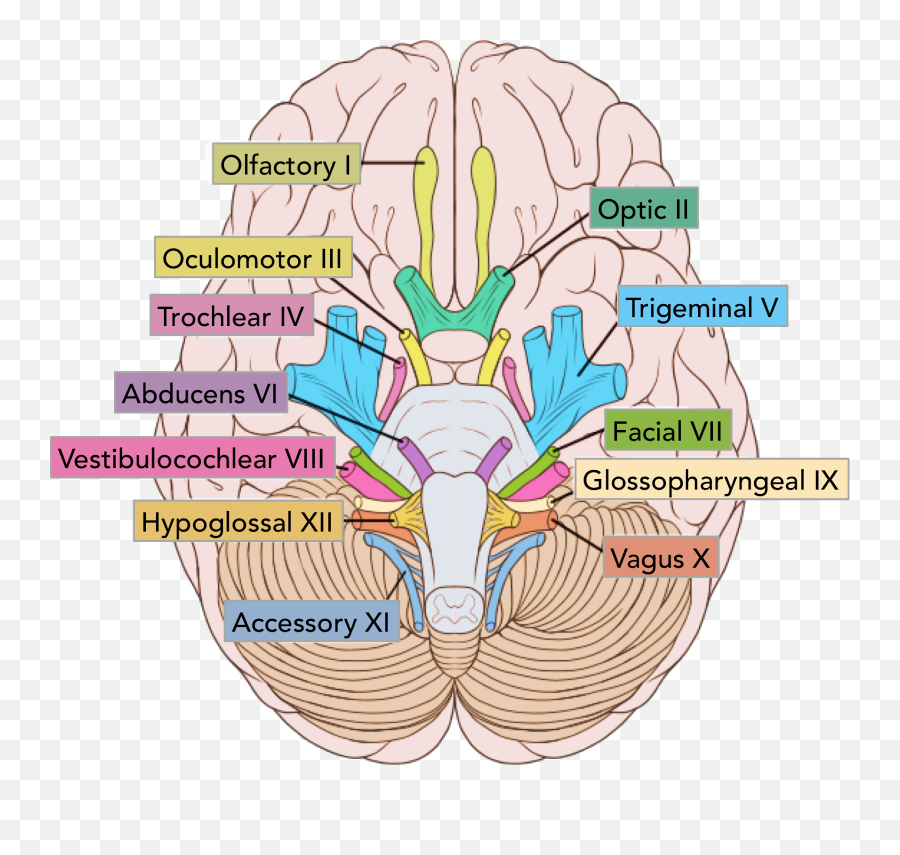 The Brain Medika Life Understanding Hiuman Anatomy - Cranial Nerves Emoji,Parts Of The Brain That Control Emotion