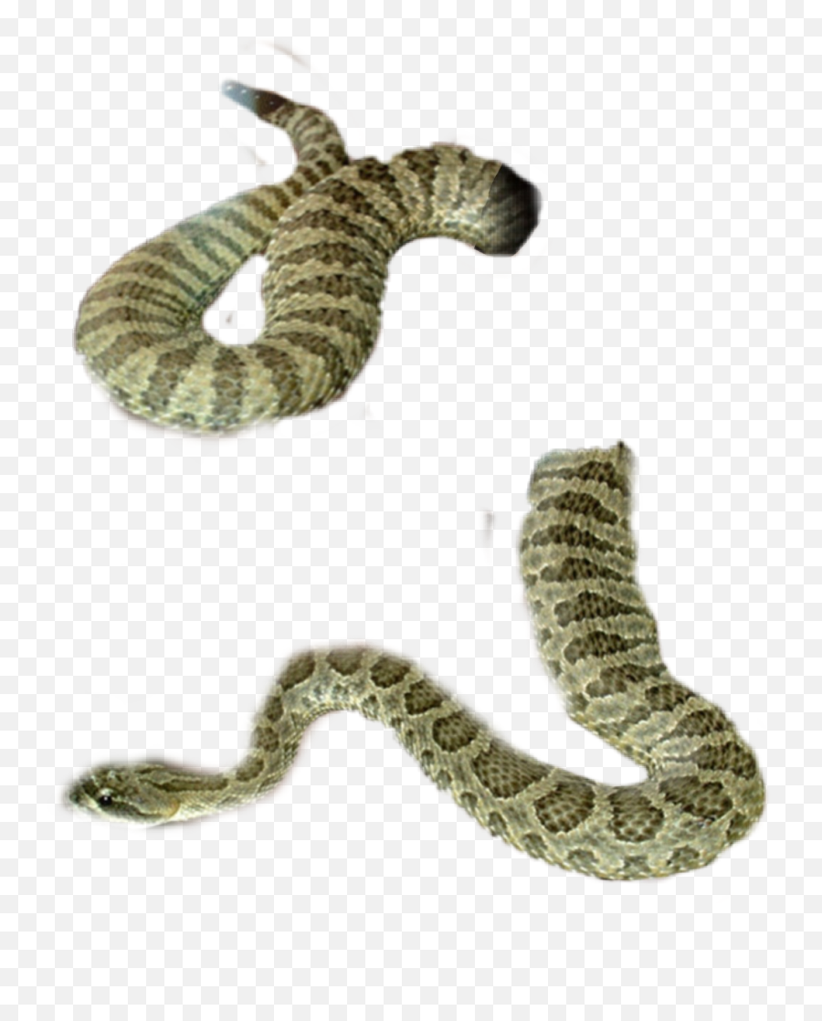 Rattlesnake Sticker - Snake Emoji,Rattlesnake Emoji