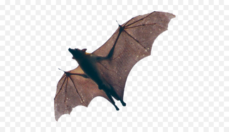 Bat Animal Nocturnal Spooky Sticker By Moth - Bat Emoji,Bat Emoji Png