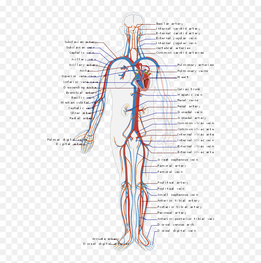 The Organ Systems Of The Human Body - Cardiovascular System Emoji,Emotion Code For Lymph System