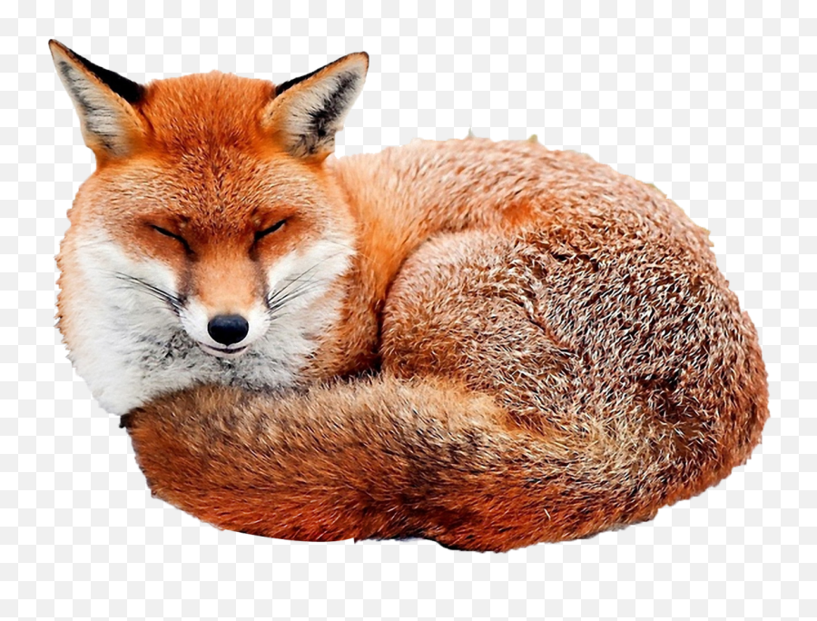 Free Transparent Red Fox Png Download - Cute Red Fox Sleeping Emoji,Red Fox Emotion