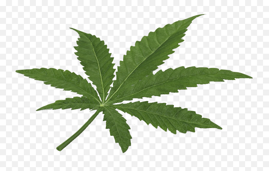 Marijuana Leaf Cannabis Hd Png - 3d Weed Leaf Png Emoji,Pot Leaf Emoji