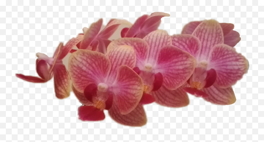 Orchid Orchidee Flower Blüten Sticker - Moth Orchid Emoji,Orchid Emoji