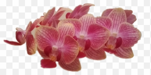 Orchid Orchidee Flower Blüten Sticker - Moth Orchid Emoji,Orchid Emoji