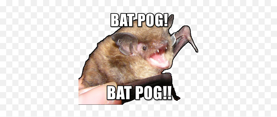 Batpogs - Photo Caption Emoji,Bat Emoji