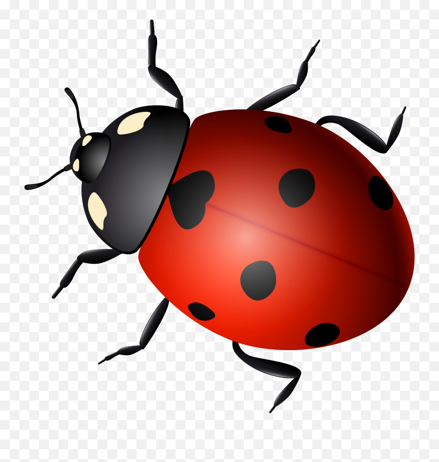 24 Transparent Background Ladybird Clipart - Kemprot Blog Emoji,Sleep Emoji + Ant Emoji +ladybug Emoji + Ant Emoji =