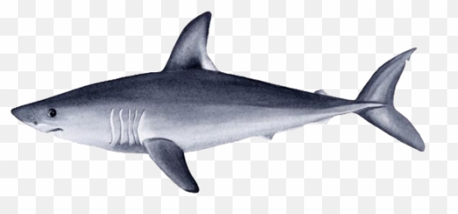 Sharks - Archipelagos Emoji,Sharks Dont Feel Emotions