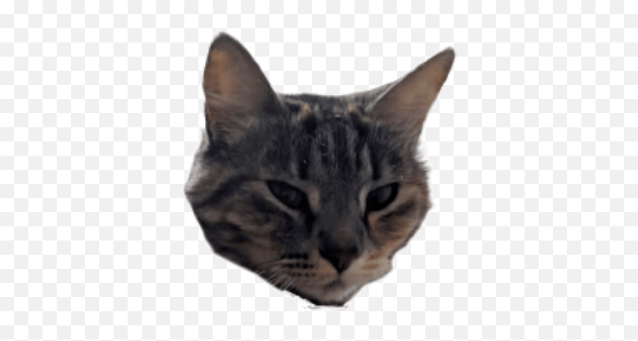 Twitchtvd4rm Emoji,Cat Scared Emoji