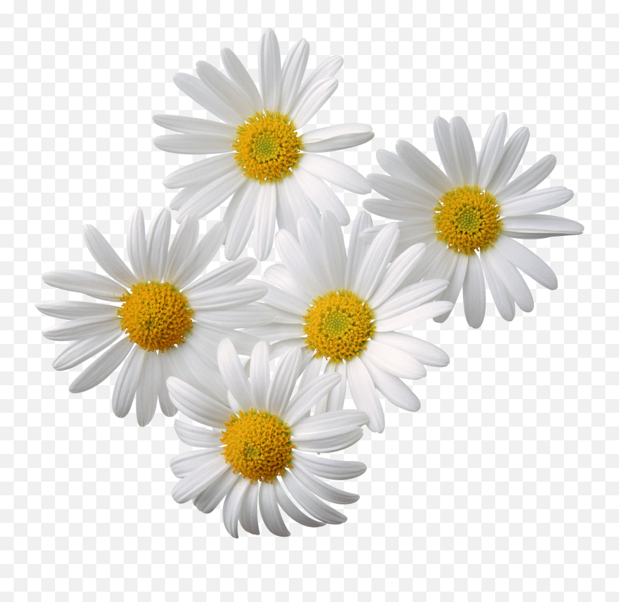 Margarida Em Png Football - Transparent Background Chamomile Png Emoji,Flor Emoji