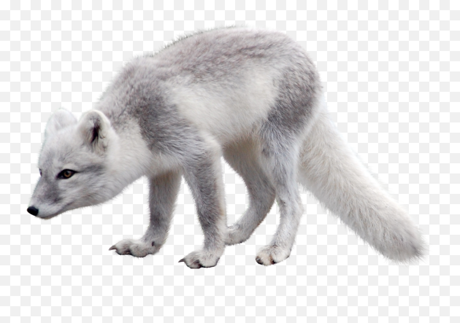 Running Fast Cheetah Animal Pnglib U2013 Free Png Library - Arctic Fox Png Emoji,Arctic Fox Emoji