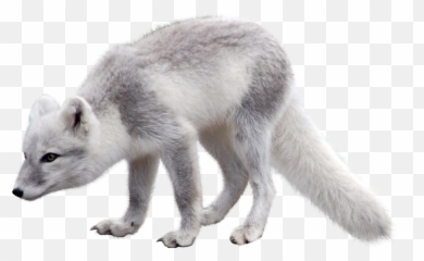 Running Fast Cheetah Animal Pnglib U2013 Free Png Library - Arctic Fox Png Emoji,Arctic Fox Emoji