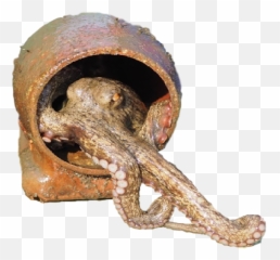 Expertise In A World Of Ai Algorithms - Common Octopus Emoji,Octopus Capable Of Emotion