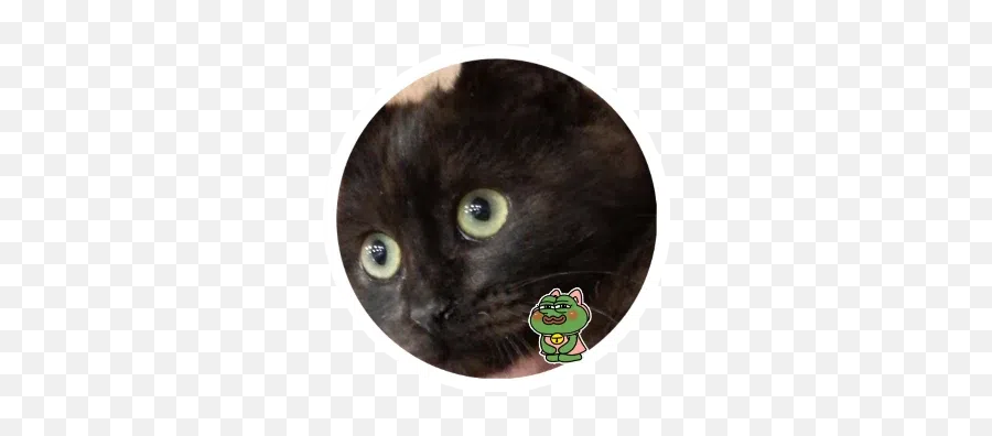 Cats Stickers For Whatsapp - Stickers Cloud Black Cat Emoji,Black Cat Emoticon Deviantart