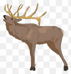 Elk - Transparent Elk Hd Png Download Original Size Png Elk No Background Emoji,Elk Emoji