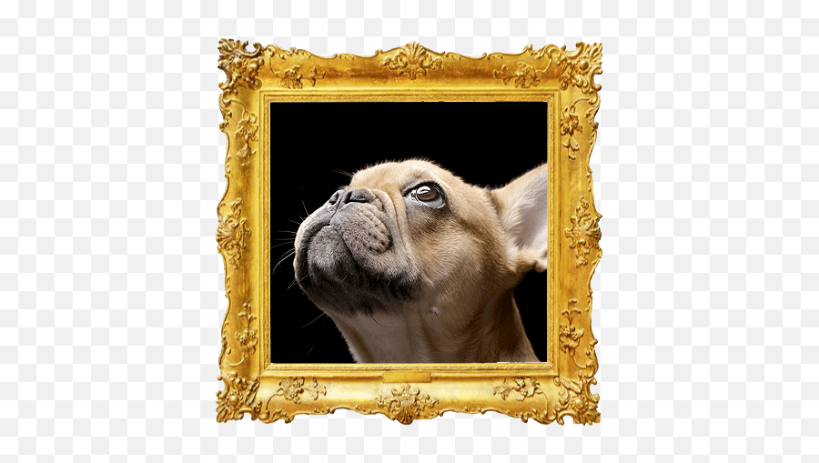 Dog Can Improve Your Health - Bouledogue Francais Fauve Clair Emoji,Emotion Chart Using Dogs