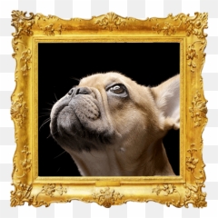 Dog Can Improve Your Health - Bouledogue Francais Fauve Clair Emoji,Emotion Chart Using Dogs
