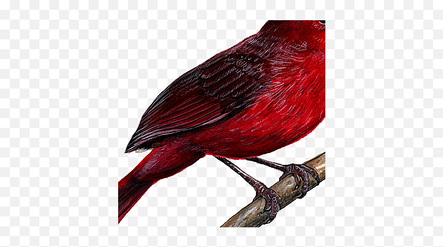 Cardinal Wall Decal - Cardinal Wall Decal Emoji,Cardinal Bird Facebook Emoticon