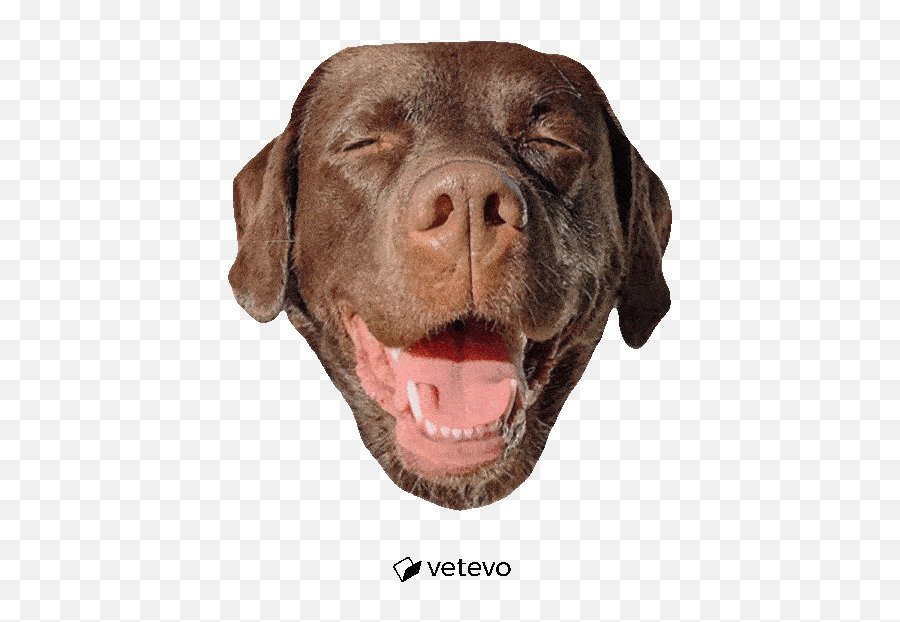 30 Laughing Faces Ideas In 2021 - Transparent Chocolate Lab Gif Emoji,Dog Emoticon Yawning
