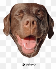 30 Laughing Faces Ideas In 2021 - Transparent Chocolate Lab Gif Emoji,Dog Emoticon Yawning