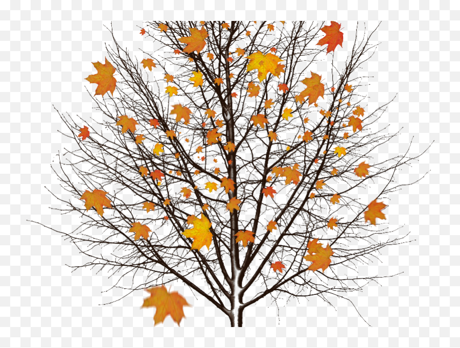 Falling Leaves Autumn Texture Overlay Nature - Grassand Background Tree Without Leaves Emoji,Fall Leaf Emoji