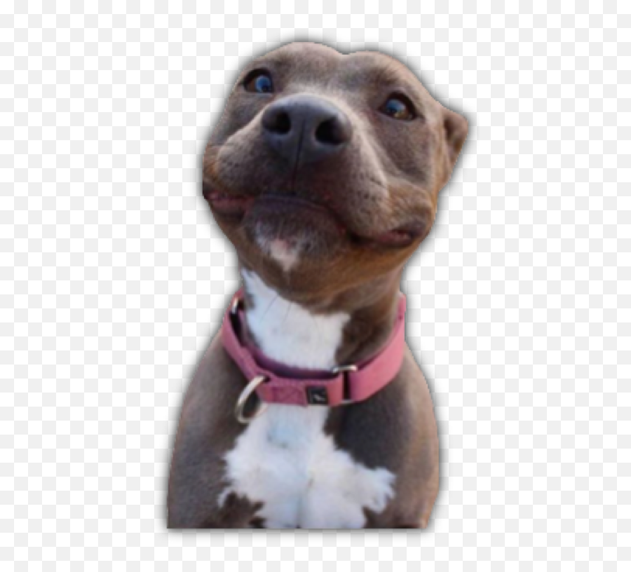 The Most Edited Pitbull Picsart Emoji,Pitbull Emoji Stickers