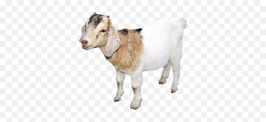 Goat Sticker - Goat Emoji,Goat Emoji