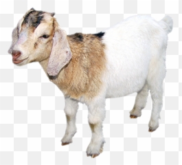 Goat Sticker - Goat Emoji,Goat Emoji