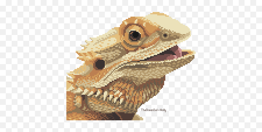 130 Bearded Dragons Ideas - Drawing Of A Bearded Dragon Transparent Background Emoji,Bearded Dragon Emotions