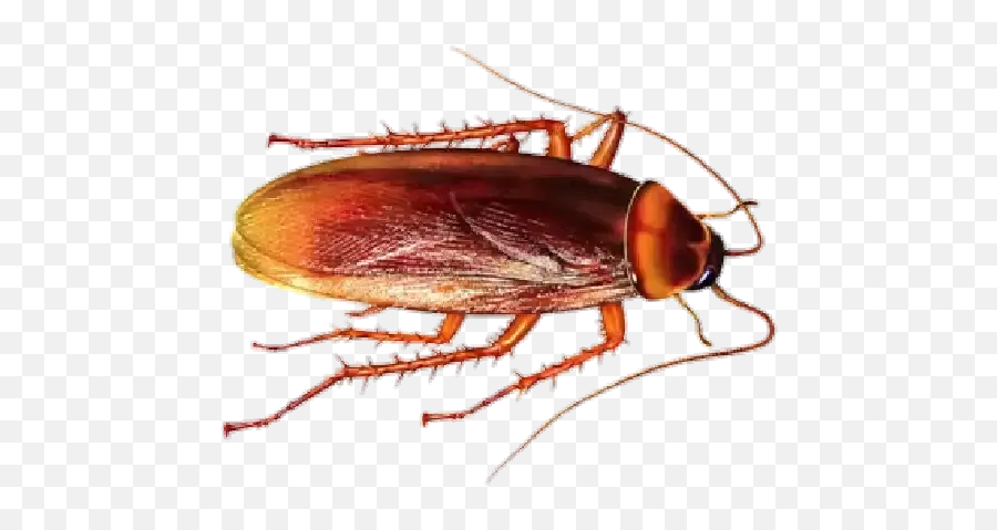 Cockroach Calaamadaha Dhejiska Ah Ee Loogu Talagalay Whatsapp - Cockroach Sticker Emoji,Cockroach Emoji