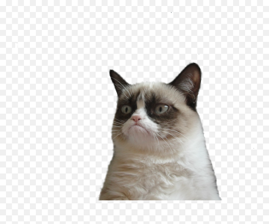 Angry Cat Png Picture Png Arts - Soft Emoji,Annoyed Emoticon Wallpaper Tumblrf