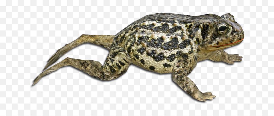 Wyoming Toad - European Green Toad Emoji,Spadefoot Toad Emotion