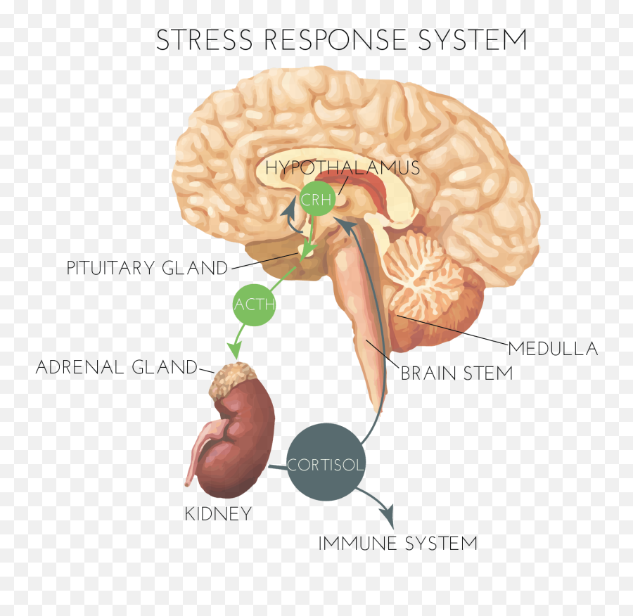 Burnout Adrenal Fatigue What Is - Brain And Adrenal Gland Emoji,Hypothalamus Emotions